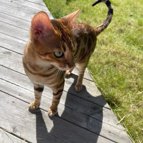 Snille Bengal jente på 1 år omplasseres