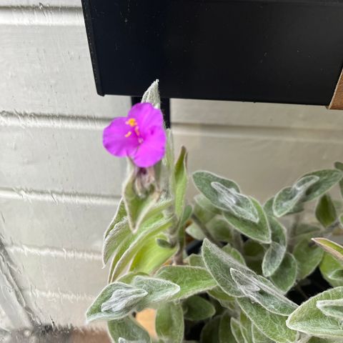 Tradescantia Sillamontana