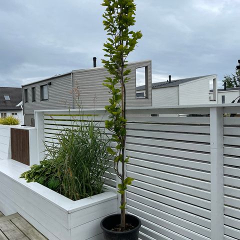 Søylebøk, Fagus sylvatica `Dawyck`, ~250cm