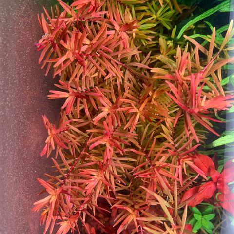 Akvarieplante Rotala rotundifolia H’ra