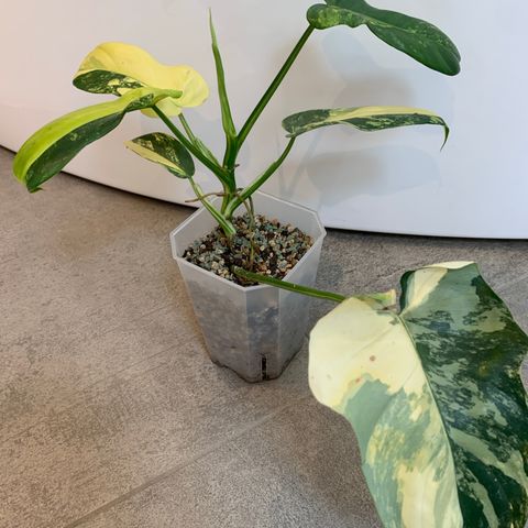 Philodendron bipennifolium ‘Violin’ variegated plante