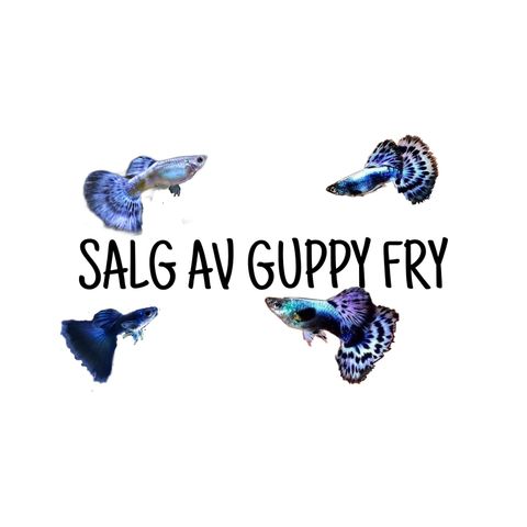 guppy fry selges ( IKKE BUTTIKK PRIS )