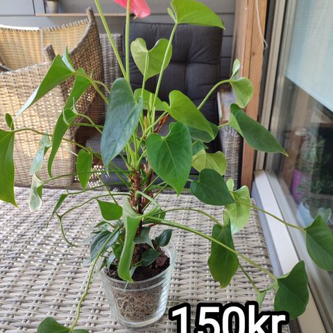 Anthurium rosa og rød.