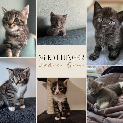Adoptere Kattunge