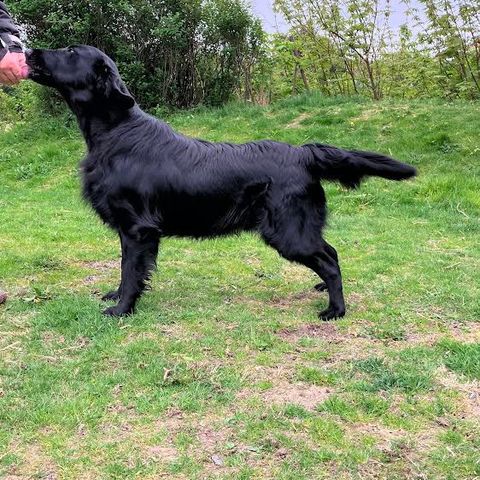 Flatcoated Retriver Hann 15 mnd