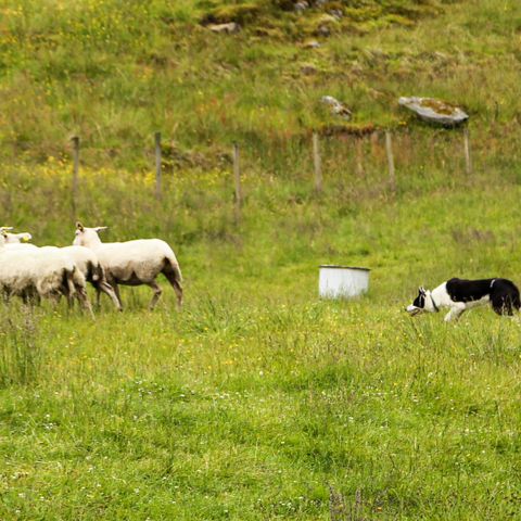 Border Collie unghund