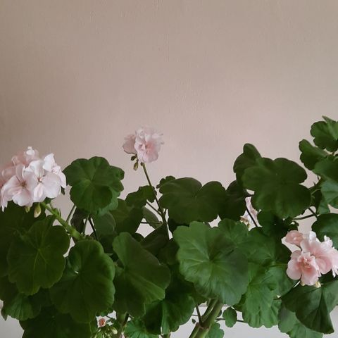 Pelargonia "dronning ingrid ".