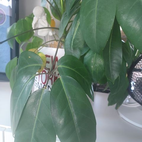 Schefflera Amata /paraplyplante/ Planta grønn