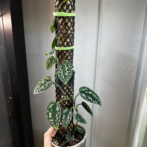 Scindapsus Dark Form Tricolor hel plante
