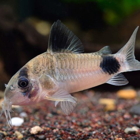 Corydoras