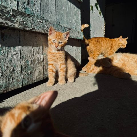 Kattunger søker ny heim