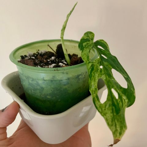 Monstera Adansonii Frozen Freckles