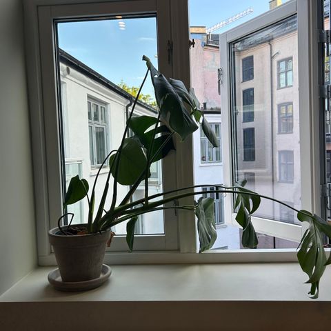 Plante og potte - Oslo Sentrum