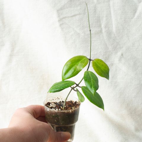 Hoya camphorifolia