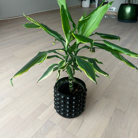 Grønn plante