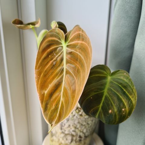 Philodendron melanochrysum stiklinger