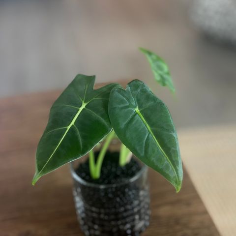 Alocasia Frydek (micholitziana)