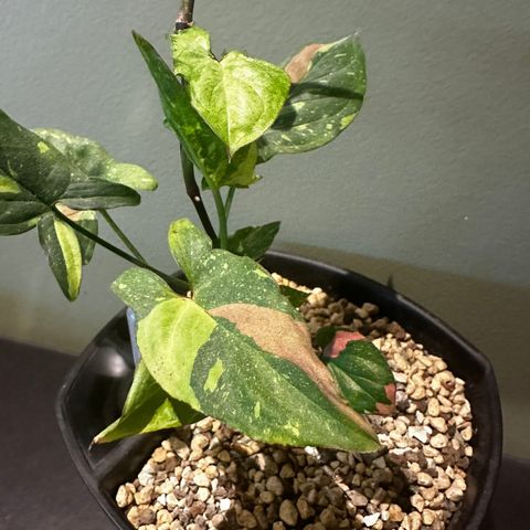 Syngonium Red Spot Tricolor hel plante