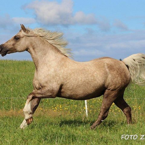 Welsh ponni