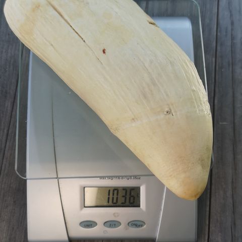 hvaltann  1036 gram