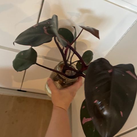 kjøp philodendron pink princess og få fri hoya stiklinger