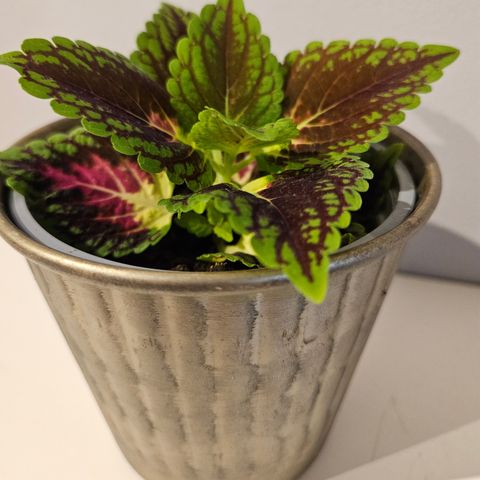 Plante med potte kun 30,-  ___ colus