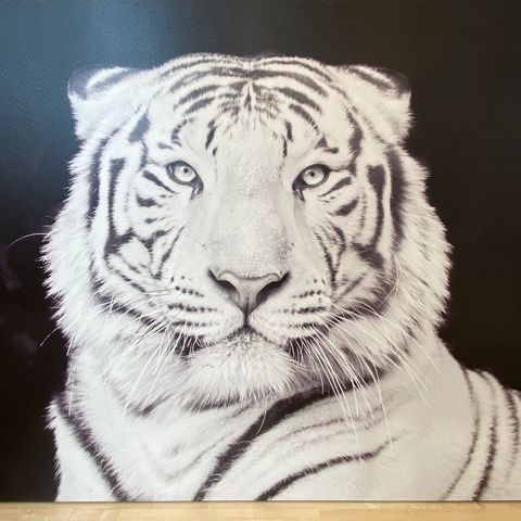 Nærbilde av tiger 100cm x 80cm