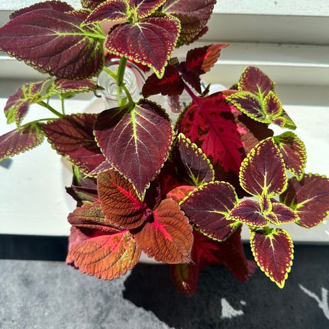 Coleus stiklinger