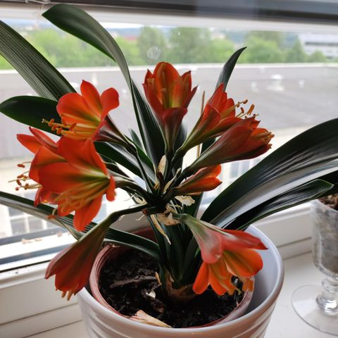 Clivia plant