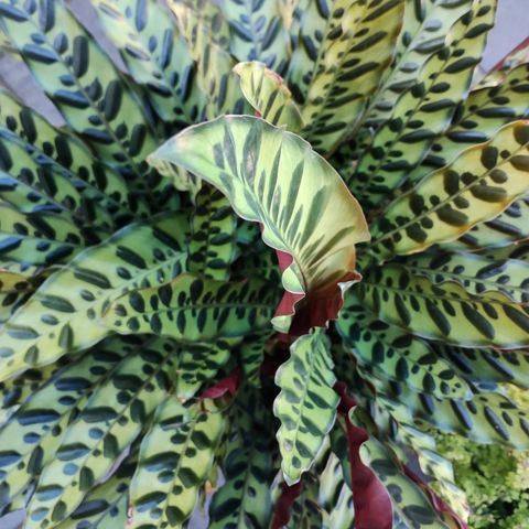 STOR Calathea rattlesnake/ Lancifolia