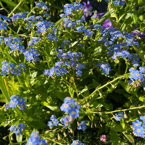 Diverse planter, tomat, paprika, chili, blomster, urter