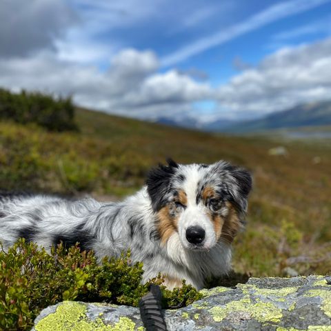 Deltidshjem til Australian shepherd tispe vurderes