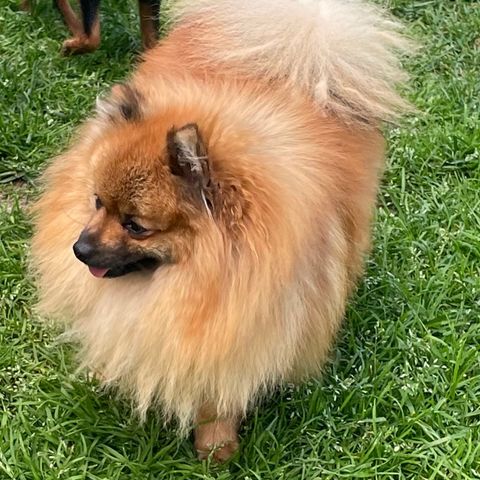 Pomeranian hannhund.