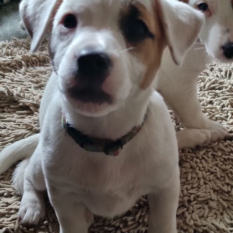 Nkk reg Jack Russell hanne