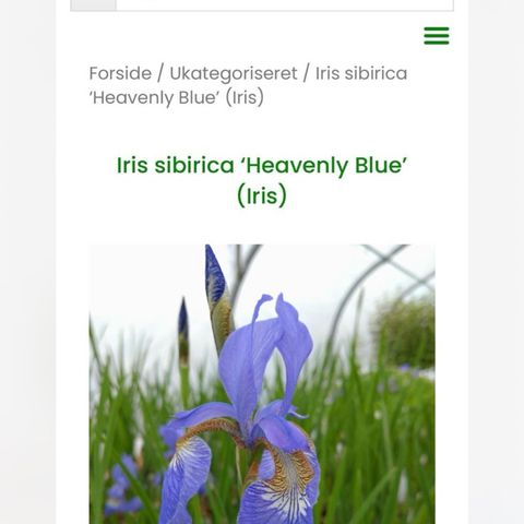 Iris Sibirica - farge Heavenly blue