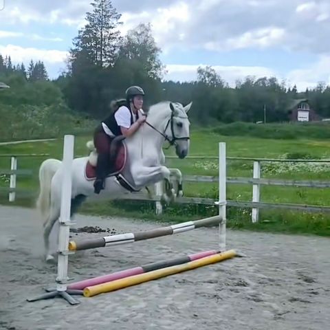 Lipizzaner trenger forrytter/kusk.