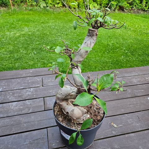 Ficus ginseng bonsai (Reservert)