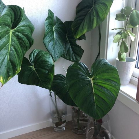 Philodendron Dean McDowell stiklinger