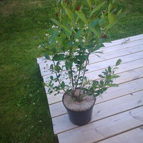 Busker av svartsurbær (aronia)