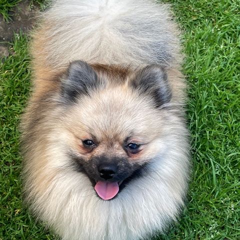 Pomeranian hannhund.