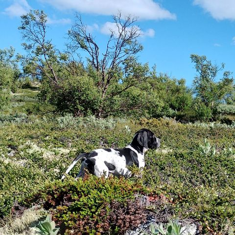 Fantastiske  Pointer valper til salgs. ( Leveringsklare  )