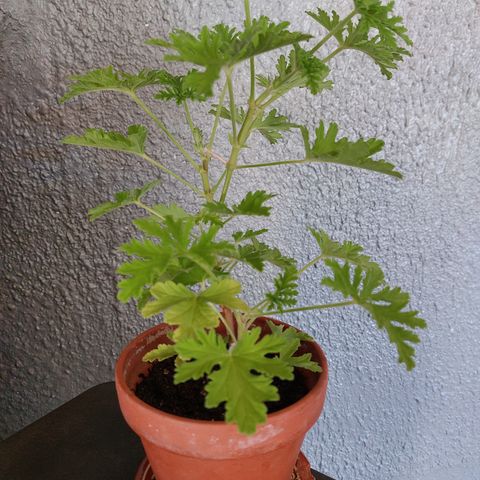 Duftpelargonium