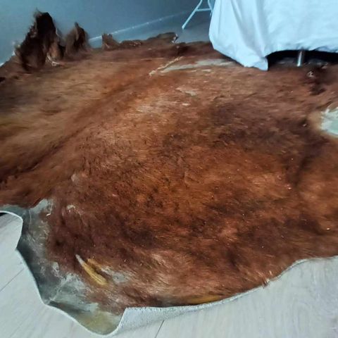 Stort okseskinn, skinn, til gulv, teppe, Large cowhide, leather, for floor,