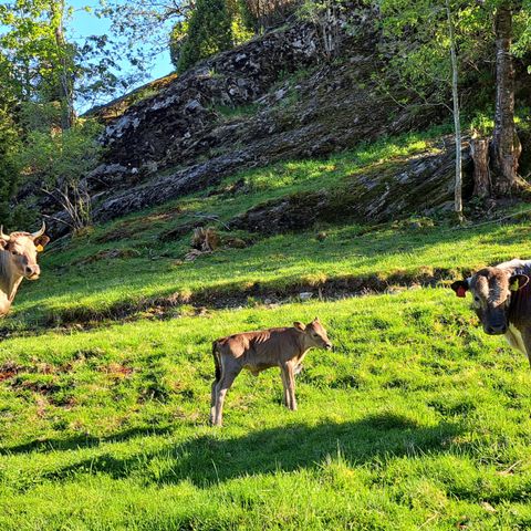 Okse Vestlands Fjordfe