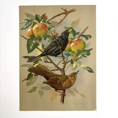 Liten plakat med 2 fugler i et epletre