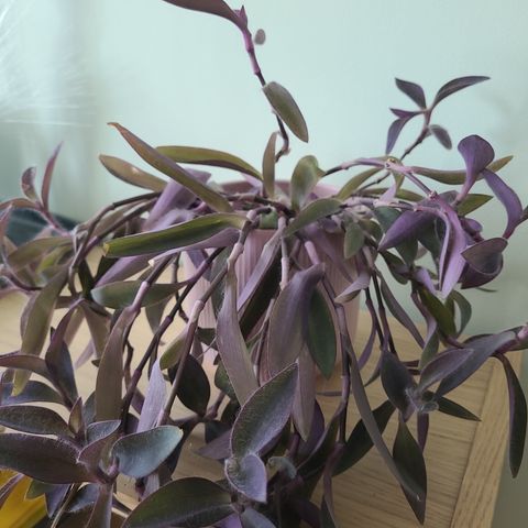 Tradescantia pallida - The purple queen