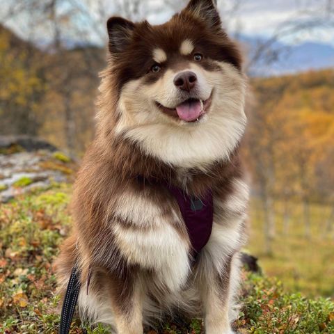 Fòrvert ønskes til finsk lapphund hannhundvalp