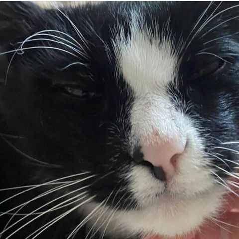 Adoptere Senior Katt (11år hannkatt)