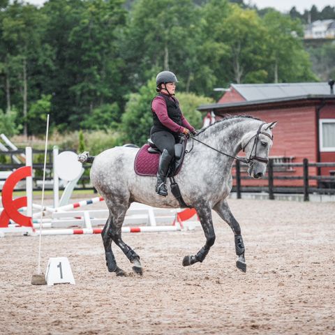 Trivelig og stødig PRE vallak 9 år