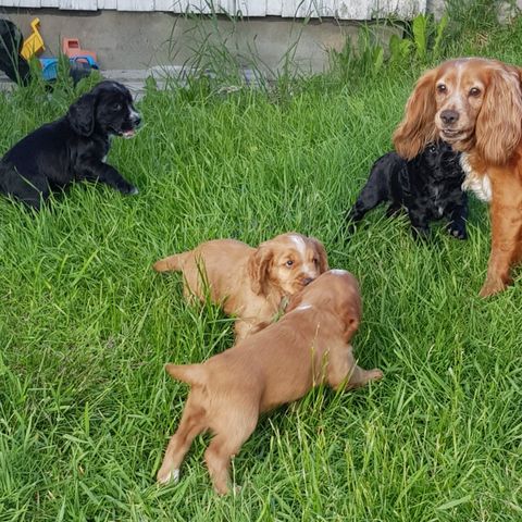 Jakt cocker spaniel valper.